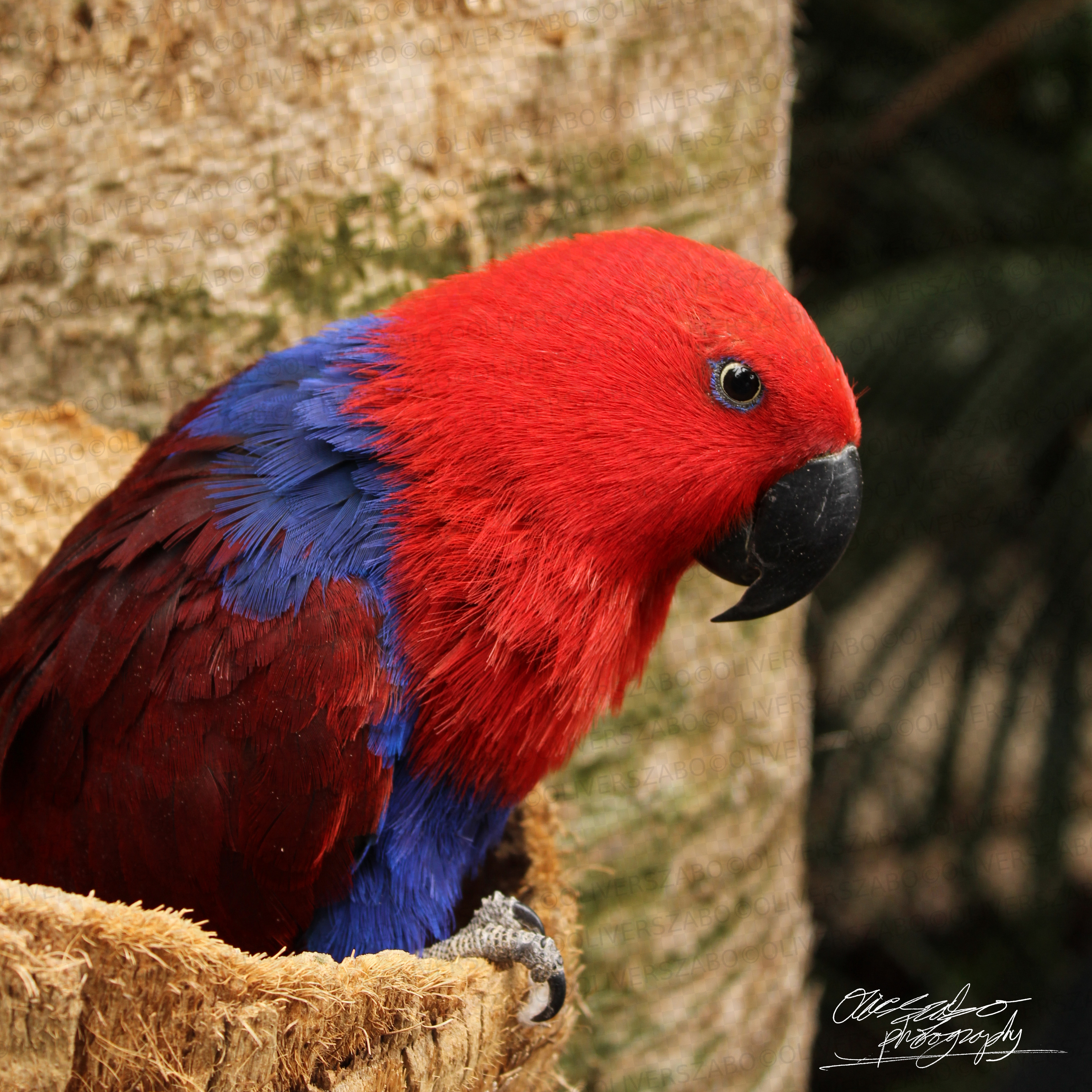Blue And Red Parrot